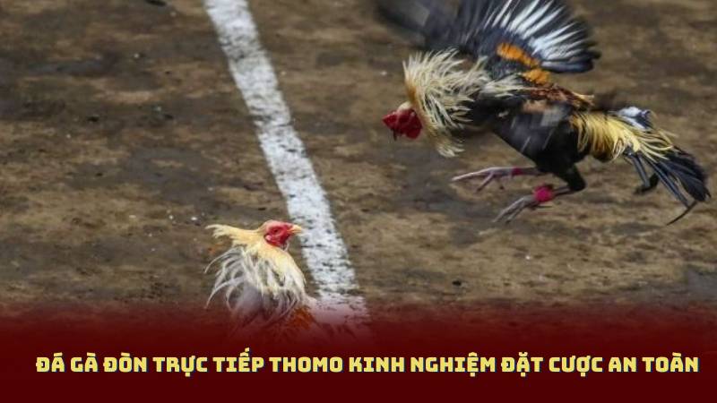 Đá Gà Đòn Trực Tiếp Thomo – Kinh Nghiệm Xem Và Đặt Cược An Toàn