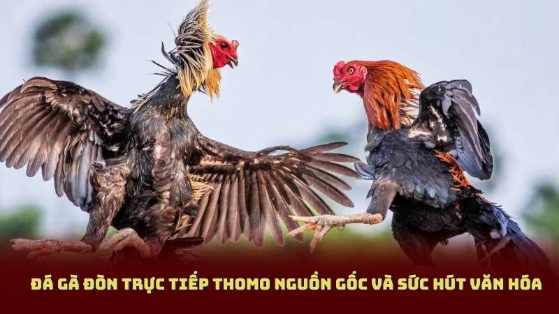 Đá Gà Đòn Trực Tiếp Thomo Nguồn Gốc Và Sức Hút Văn Hóa