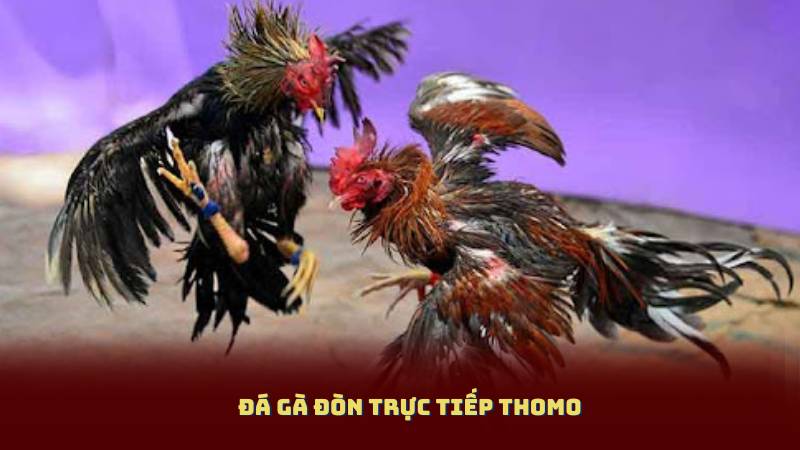Đá Gà Đòn Trực Tiếp Thomo Kinh Nghiệm Đặt Cược An Toàn