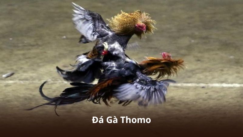 Đá Gà Thomo – Nơi Hội Tụ Các Trận Đấu Đỉnh Cao