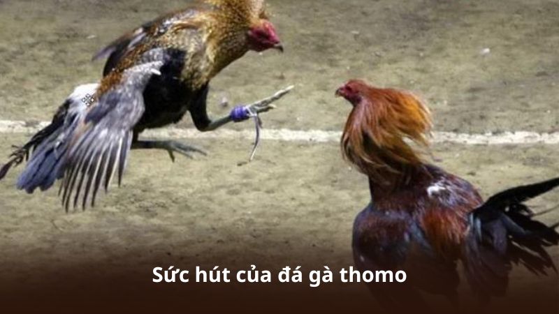 Sức hút của đá gà thomo