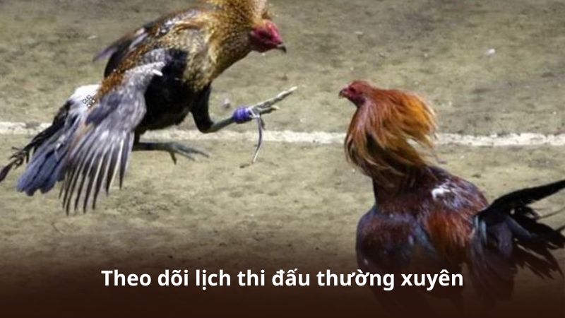 Theo dõi lịch thi đấu thường xuyên